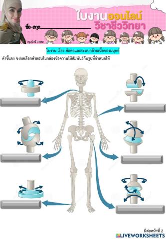 ใบงาน ข้อต่อและระบบกล้ามเนื้อ