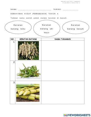 Keratan batang dan keratan umbi