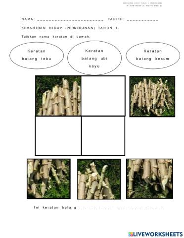 Keratan batang ubi kayu