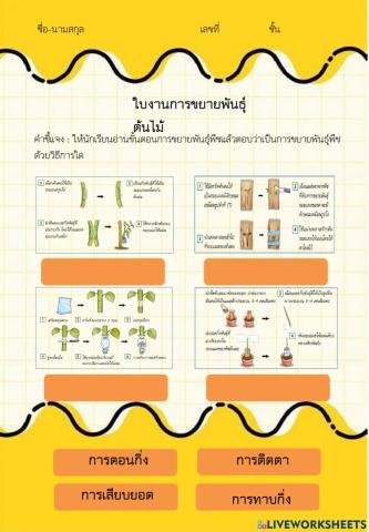 ใบงานการขยายพันธ์พิช