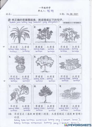 一年级科学 - 茎&根