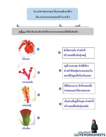 โครงสร้างดอก3