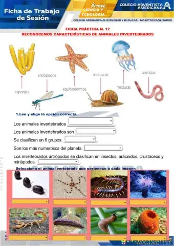 Los animales invertebrados