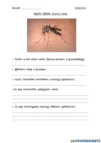 Nyamuk Aedes