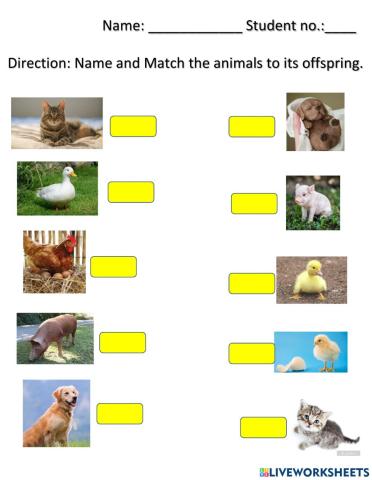 Animals and Their Offspring