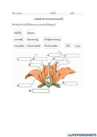 ส่วนประกอบของดอกไม้
