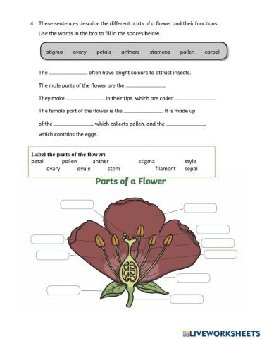 Parts of a Flower
