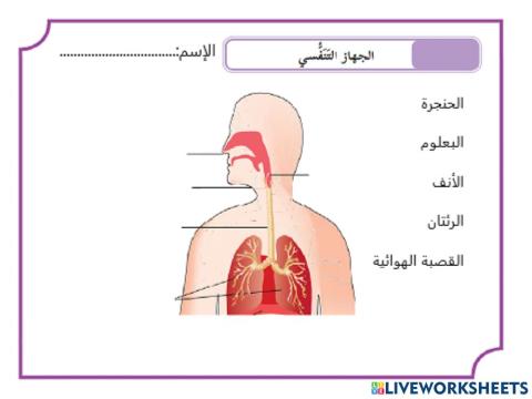 اجزاء الجهاز التنفسي