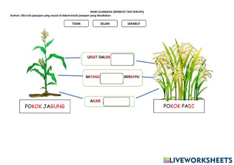 T1 Berbeza tapi serupa