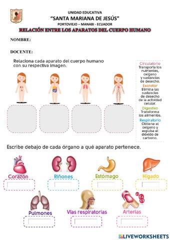Relación entre los Aparatos del Cuerpo Humano