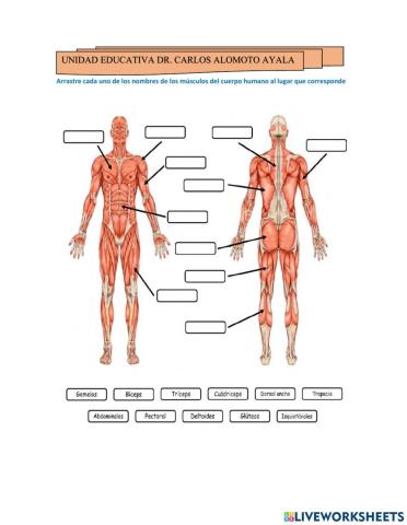 El sistema oseo y muscular