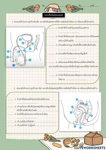 ระบบสืบพันธุ์มนุษย์