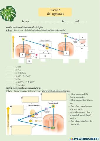 ปฏิกิริยาแสง