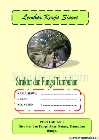 Struktur dan Fungsi Organ Tumbuhan