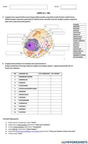 Kelas XI-Latihan Soal Sel