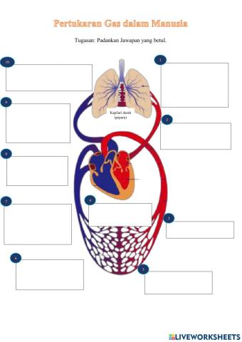 Pertukaran Gas Dalam Manusia