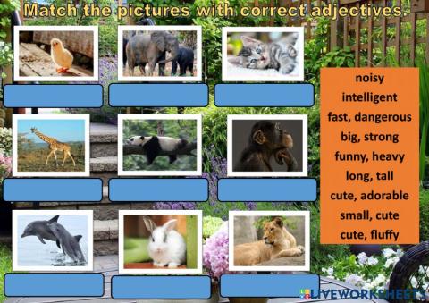 Match the animals with the correct adjectives.