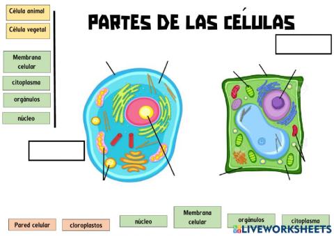 Partes células