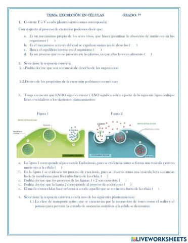 Exocitosis y endocitosis