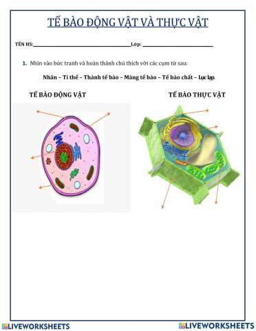 Tế bào ĐV và TV