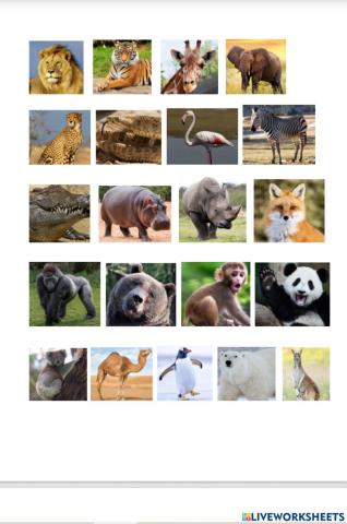 Wild animals projects