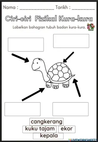 Ciri-ciri Fizikal Kura-kura