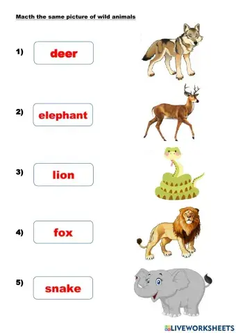 Match name of wild animal
