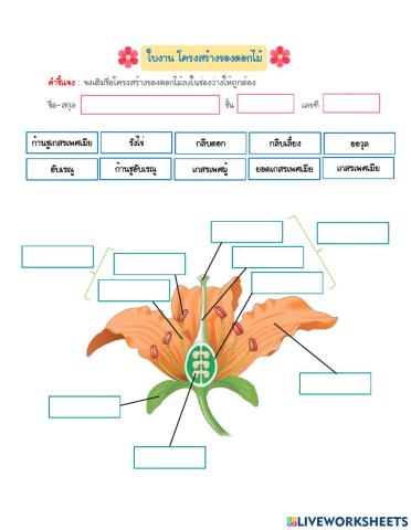 โครงสร้างดอกไม้