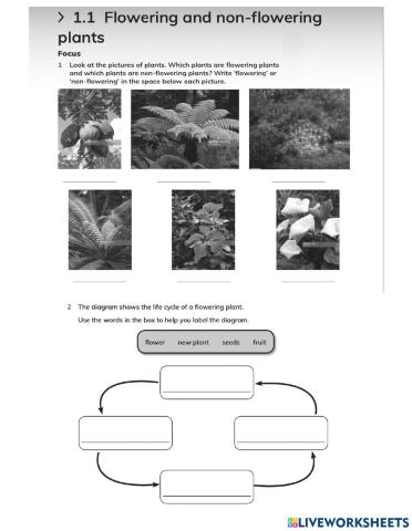 Flowering and non-flowering plants