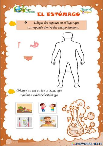 El estómago