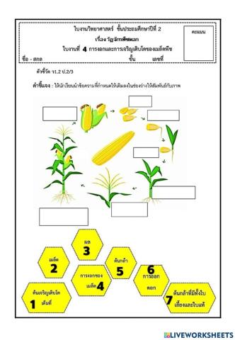 วัฏจักรชีวิตของพืชดอก