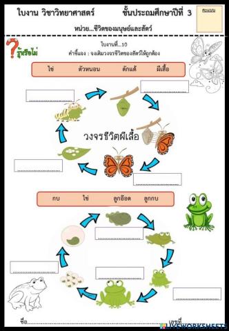 ใบงานเรื่อง วัฏจักรของสิ่งมีชีวิต