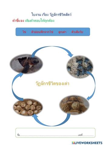 ใบงานเรื่อง วัฏจักรของเต่า