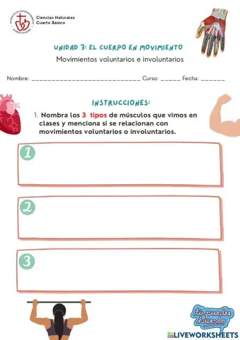 Sistema muscular