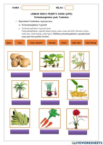 Perkembangan vegetatif