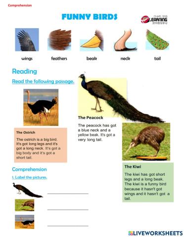 Comprehension - Funny Birds 1