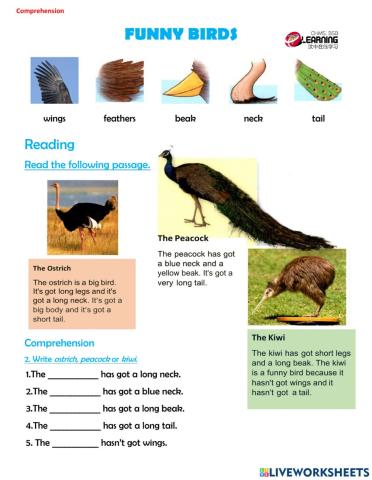 Comprehension - Funny Birds 2