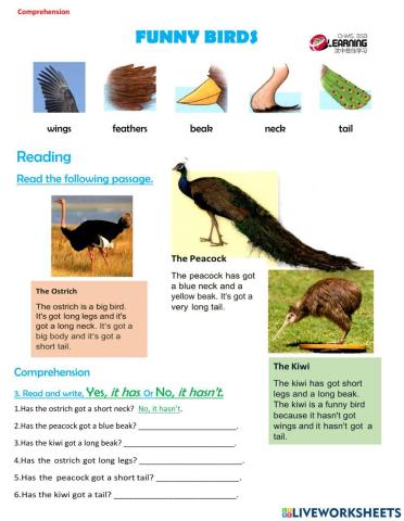 Comprehension - Funny Birds 3