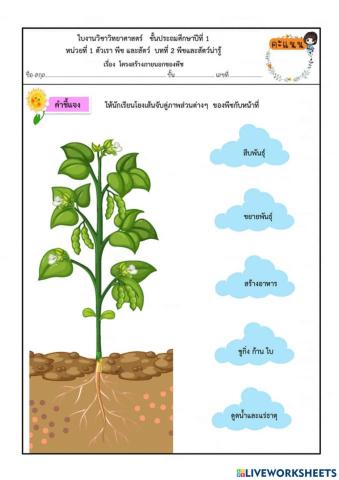 วิทยาศาสตร์ป.1 เรื่องพืช