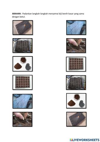 Cara-cara menyemai biji benih kasar