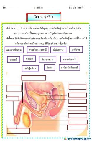 ระบบสิบพันธุ์เพศชาย