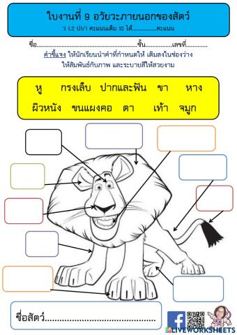 อวัยวะภายนอกของสัตว์