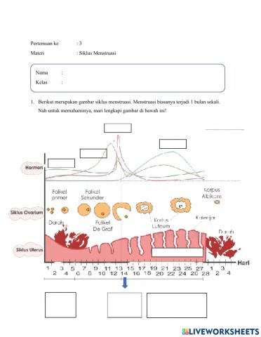Tugas Pertemuan 3: Siklus Menstruasi