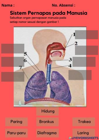 Sistem Pernapasan Manusia ( IPA ) Tema 2 Sub tema 1