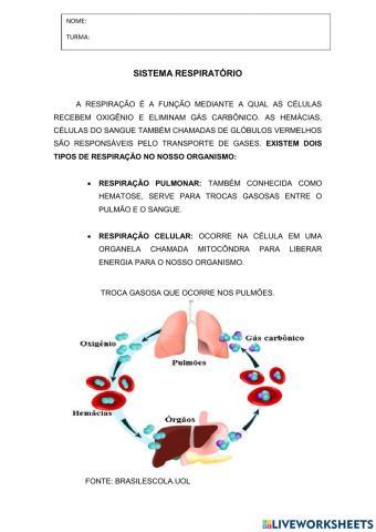 Sistema respiratório