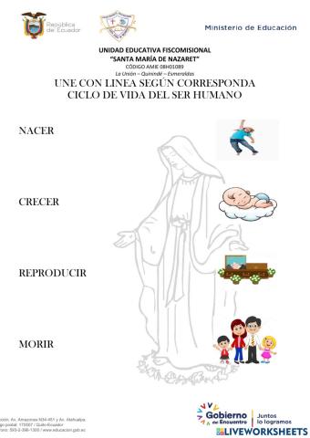 Ciclo de vida de los seres humanos