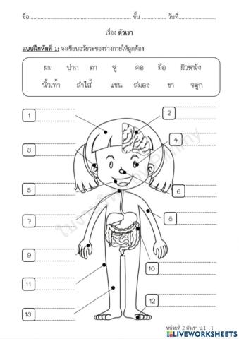 ใบงานวิทยาศาสตร์ ป.2 ตัวเรา