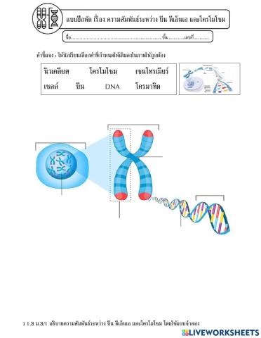 ม.3 ว 1.3 ม.3-1 ชุดที่ 1