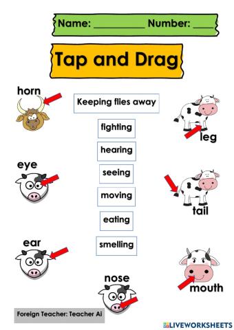 Body Parts of a Cow and Functions