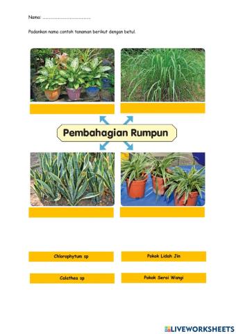 Contoh Tanaman Dibiak Menggunakan Pembahagian Rumpun